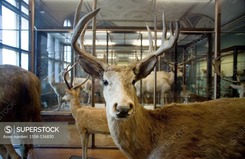 Austria, Vienna, nature-customer-museum, Damwild, capital, prepares culture-city, museum animals mammals game red deer, stuffed, sight, formation, fur...
