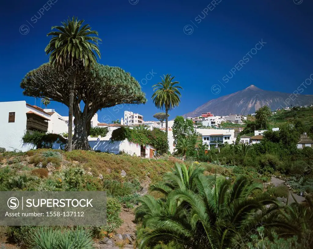 Spain, Canaries, island Tenerife, Icod de loosely Vinos, city view, dragon-tree, Drago Milenario, volcano, Pico Del Teide, volcano-island, Meeresküste...