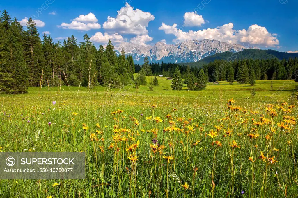 meadow of arnica