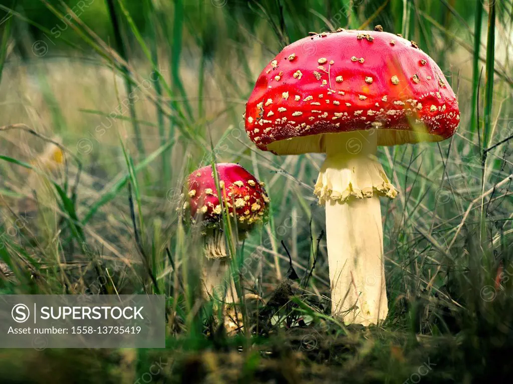 A big and a small fly agaric lightning in the tall grass at the edge of the forest,