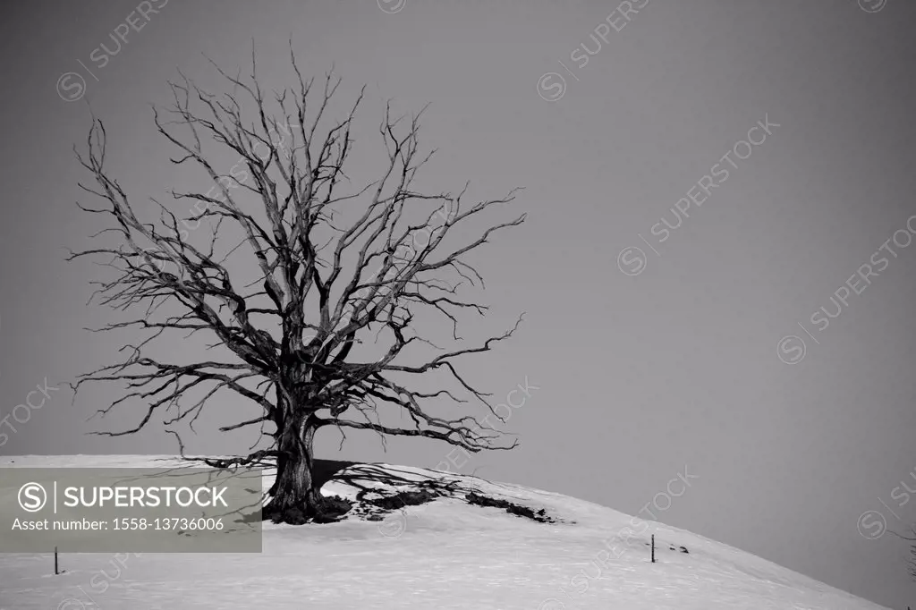 deadwood (tree) in winter