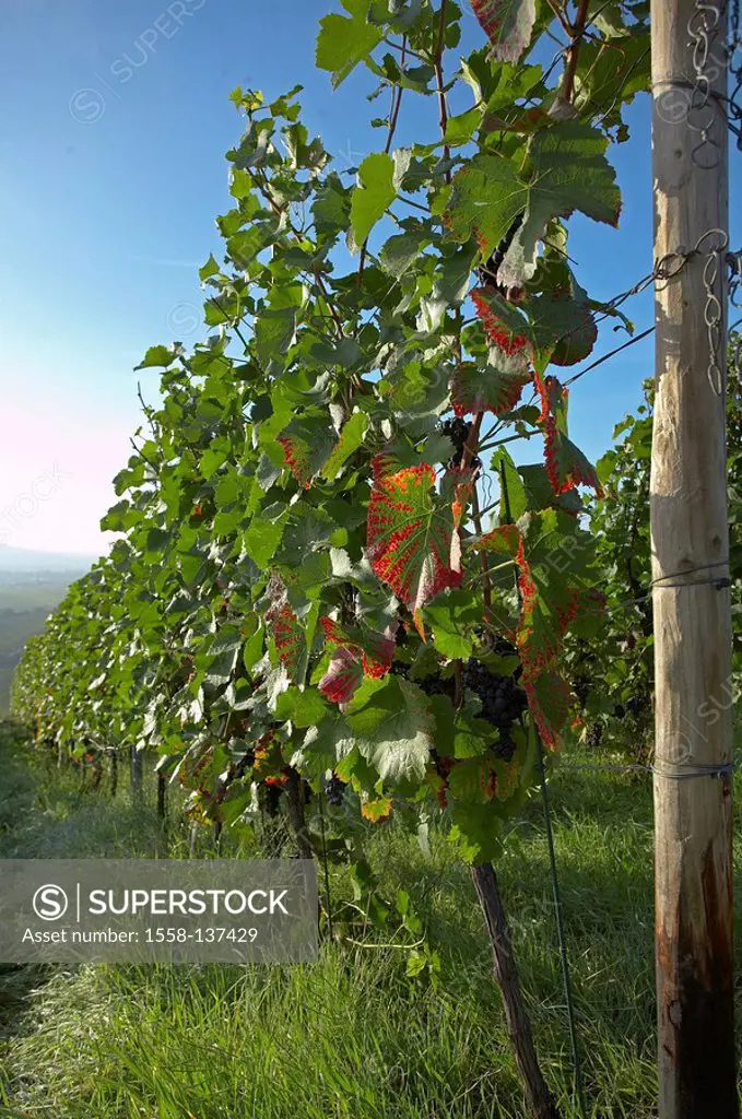 vineyard, vines,