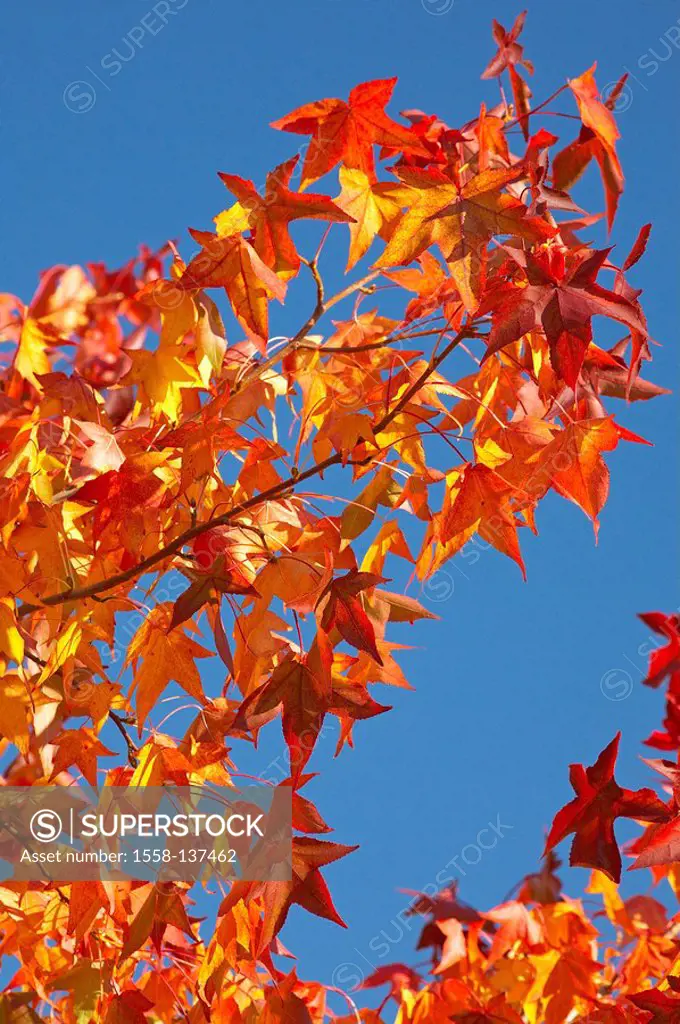 Maple-tree, detail, branch, leaves, autumn-coloring,