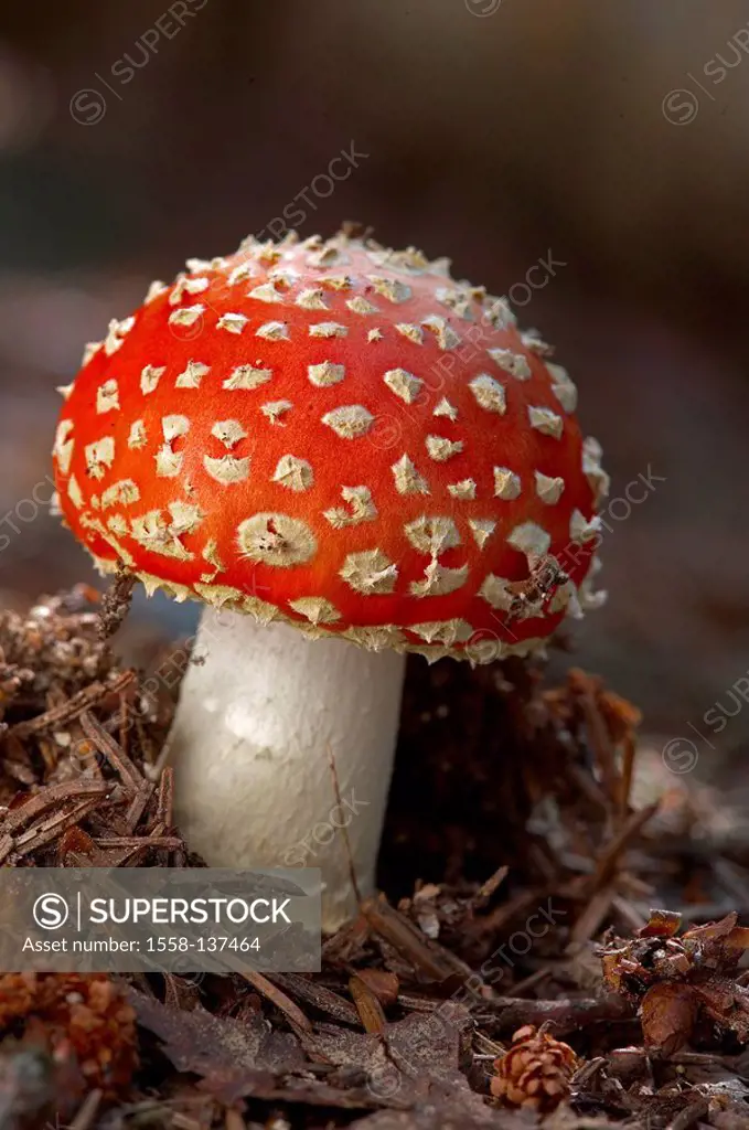 Fly-fungus, Amanita muscaria,