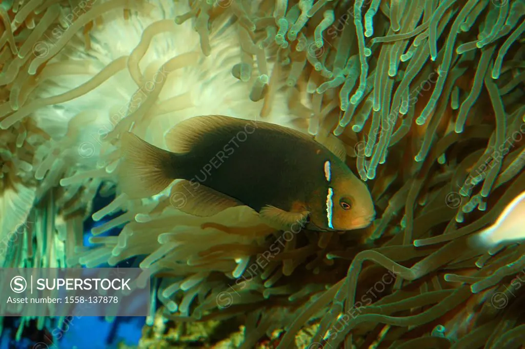 Coral-reef, incandescence-coal-anemone-fish, Amphiprion ephippium, animal, fish, saltwater-fish wildlife underwater-world anemone-fish Meeresfisch sal...