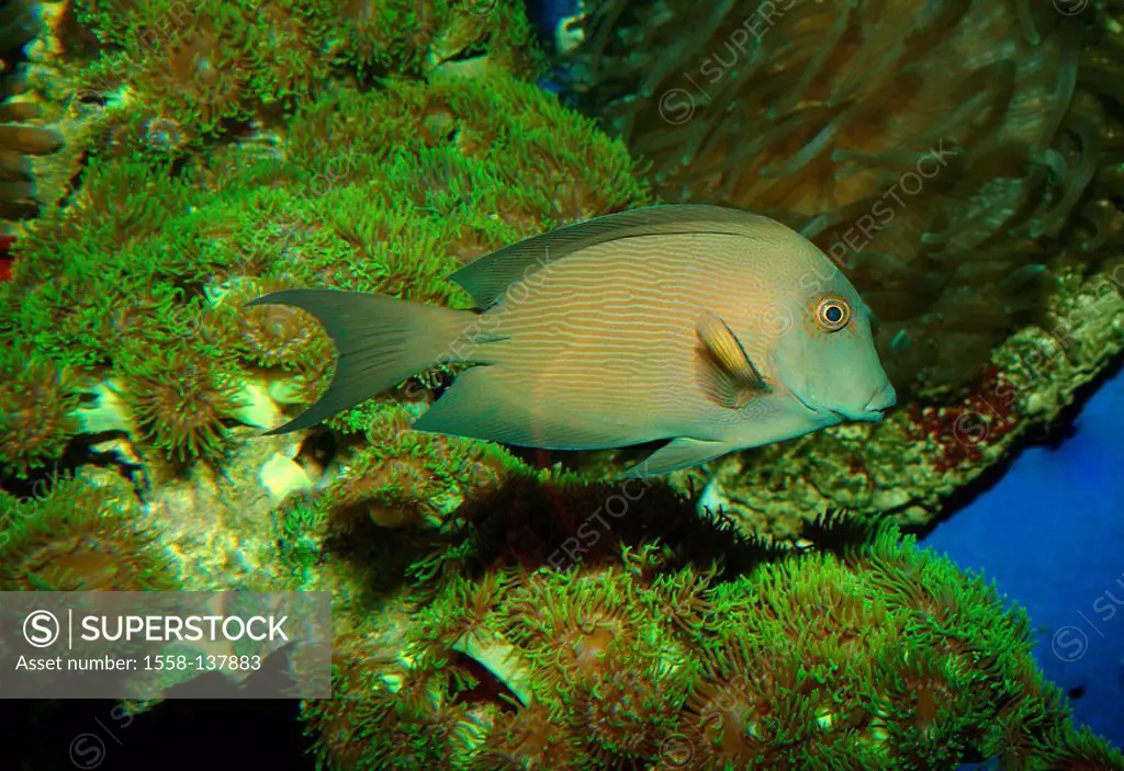 Coral-reef, doctor-fish, Acanthurus spec , at the side, animal, fish, sea-bull, Meeresfisch, doctor-fish, ornament-fish, underwater-world, wildlife, a...