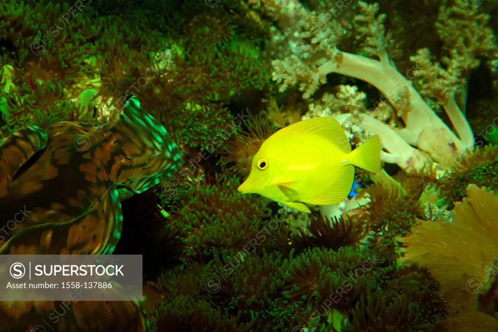 Coral-reef, lemon-fin-doctor-fish, zebra-grandma flavescens, at the side, animal, fish, sea-bull, Meeresfisch, ornament-fish, yellow, doctor-fish, und...