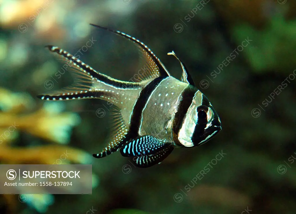 Banggai cardinal-fish, Pterapogon kauderni, animal, fish, sea-bull, Meeresfisch, silver-black, in two colors, underwater-world, saltwater-fish, aquari...