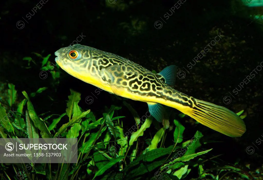 Carpet-ball-fish, Tetraodon mbu, at the side, underwater-reception, animal, fish, ball-fish, hedgehog-fish, yellow-ringlet-ball-fish, gold-ringlet-bal...
