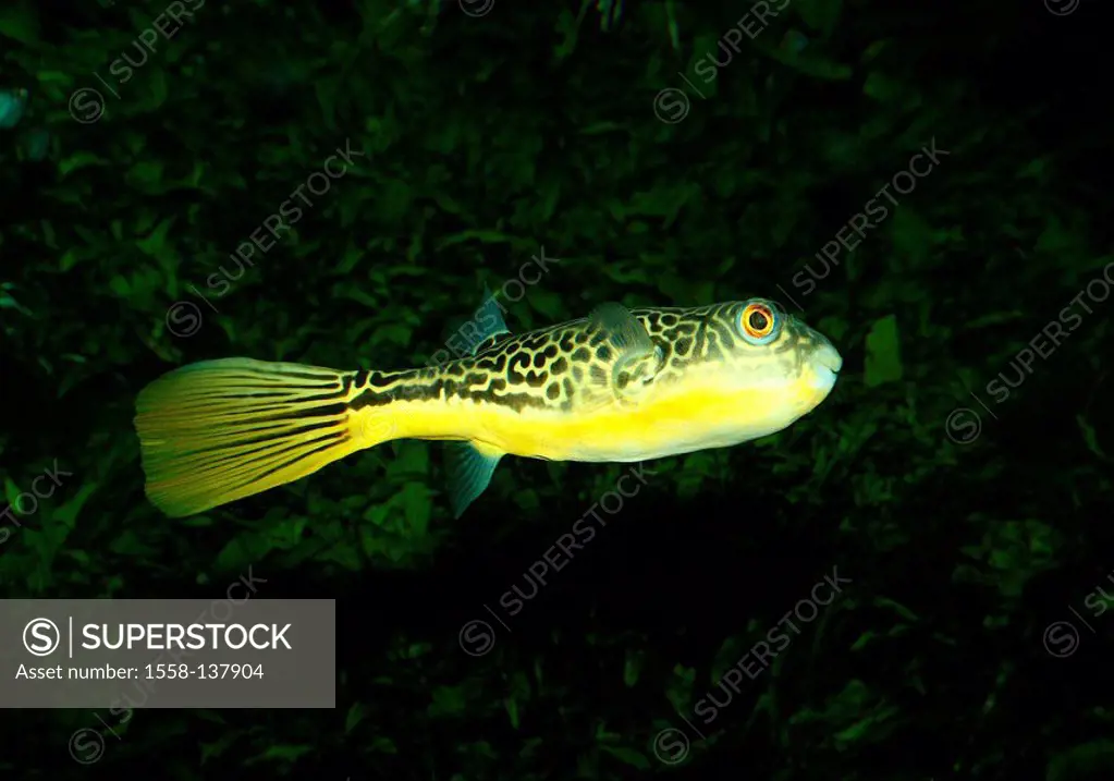 Carpet-ball-fish, Tetraodon mbu, at the side, underwater-reception, animal, fish, ball-fish, hedgehog-fish, yellow-ringlet-ball-fish, gold-ringlet-bal...