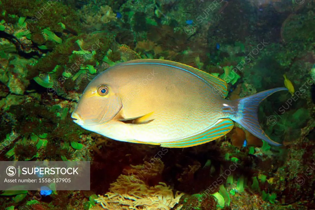 Coral-reef, yellow-fin-doctor-fish, Acanthurus xanthopterus, animal, fish, sea-bull, Meeresfisch, doctor-fish, yellow-mask-doctor-fish, ornament-fish,...