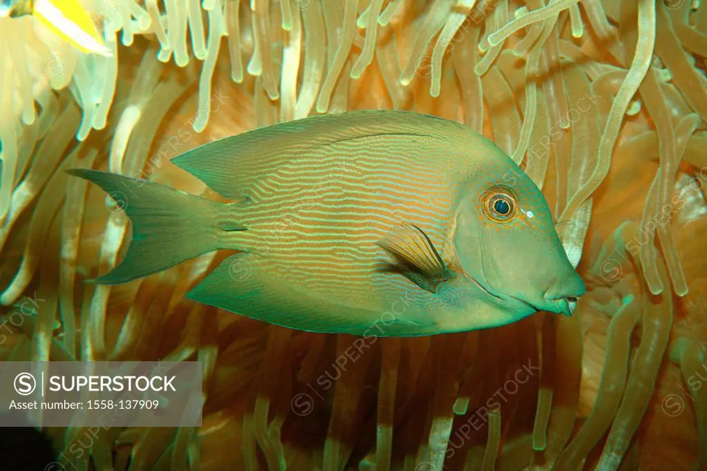 Doctor-fish, Acanthurus spec , at the side, animal, fish, sea-bull, Meeresfisch, doctor-fish, underwater-world, wildlife, at the side, saltwater-fish,...