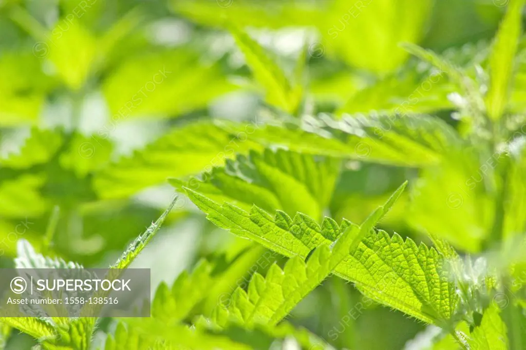 Big nettle, Urtica dioica, leaves, green, detail plants, nettle-plants, Urticaceae, nettle-leaves, Brennhaare, painfully, useful plant, salvation-herb...