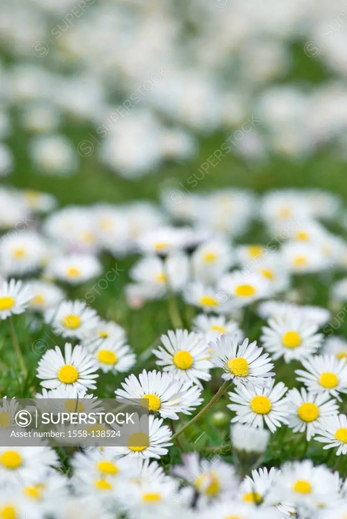 flower meadow, daisies, Bellis perennis, fuzziness, nature, flora, vegetation, botany, meadow, flowers, daisy-meadow, bloom, knows, sea of flowers, se...