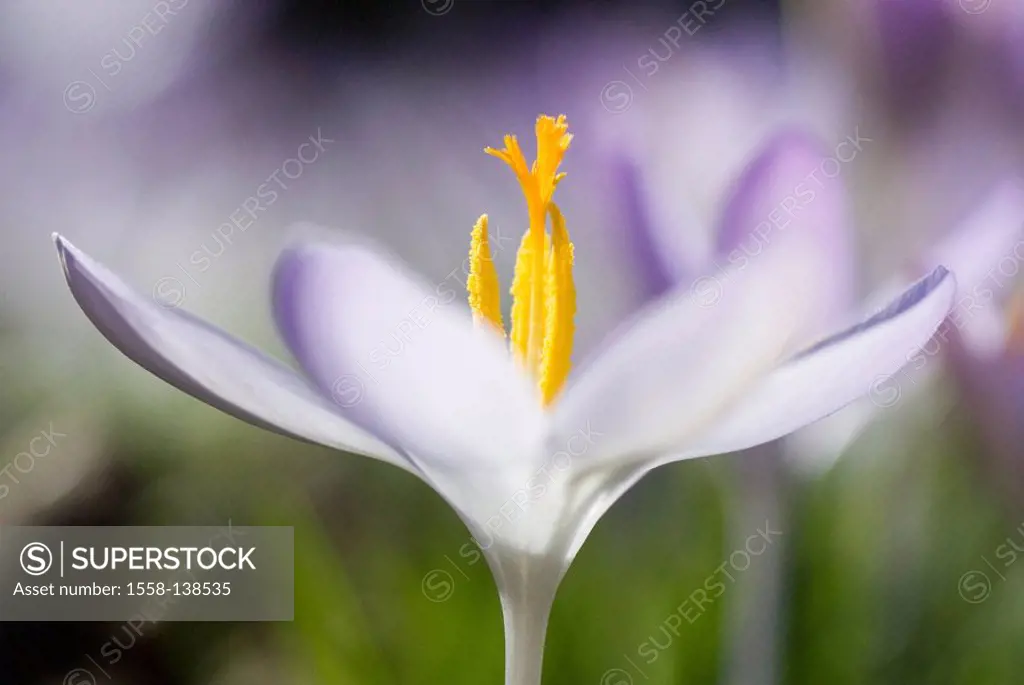 Is in store crocus, Crocus vernus, purple, close-up, fuzziness series nature plants flowers, prime, funnel-bloom, blooming, purple, violet, season, sy...