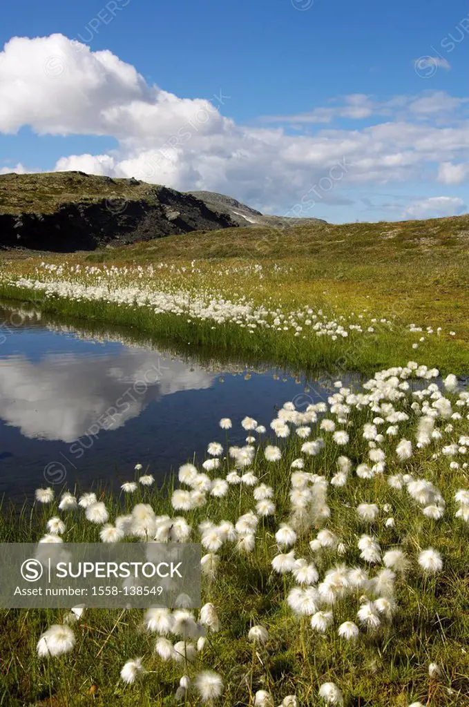 Norway, Fjell, mountain scenery, lake, shore, vegetation, clouded sky, series, mountains, mountains, landscape, mountain lake, waters, shore, plants, ...