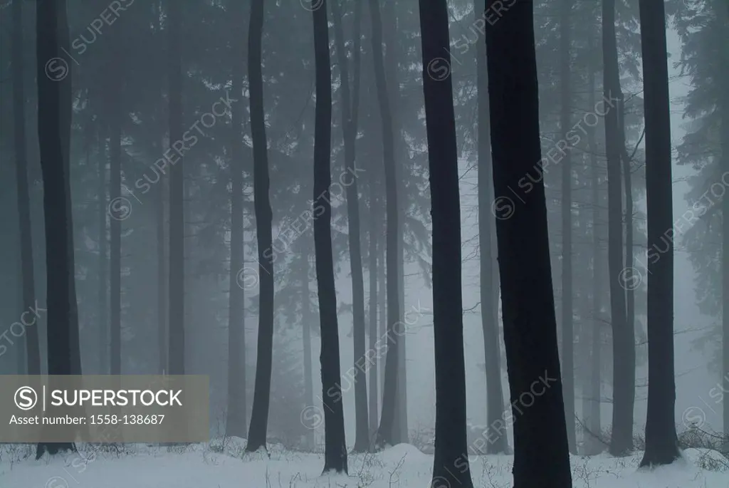 winter forest, detail, tree-trunks, fog, season, winter, forest, nature, trees, trunks, snow, twilight, foggy, deserted, immensely, eerily, outside,