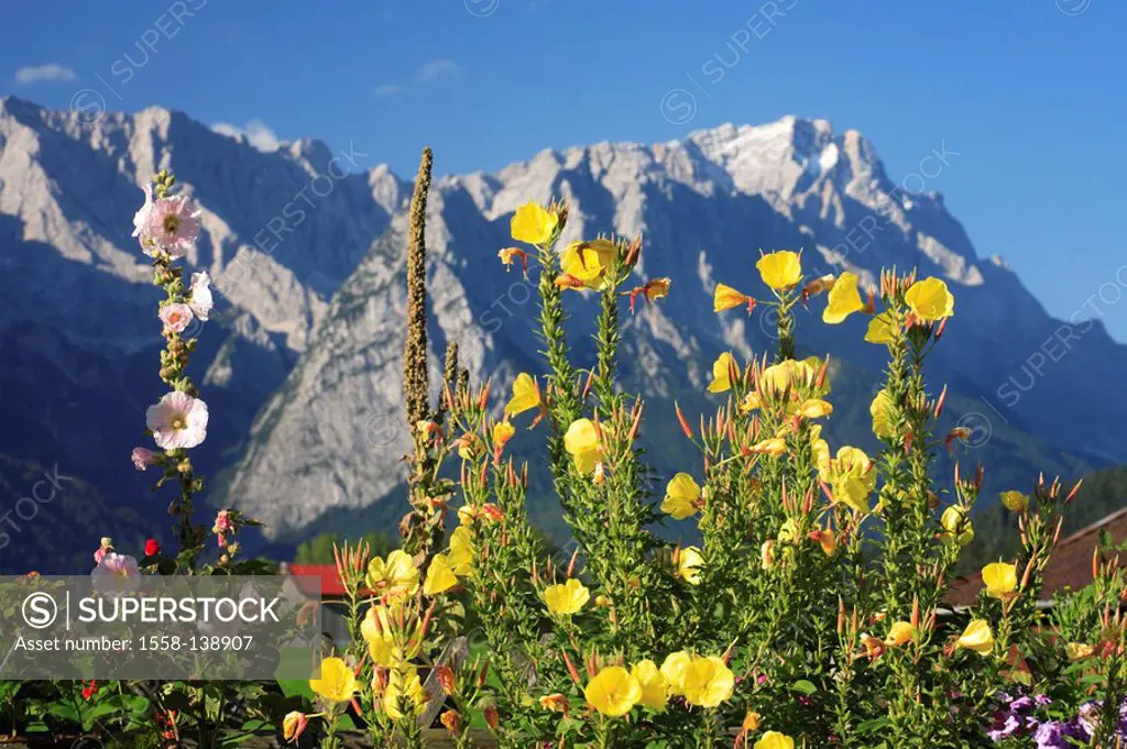 Germany, Bavaria, Werdenfels, mountain scenery, nature, flowers, mountains, Zugspitzmassiv, summer,