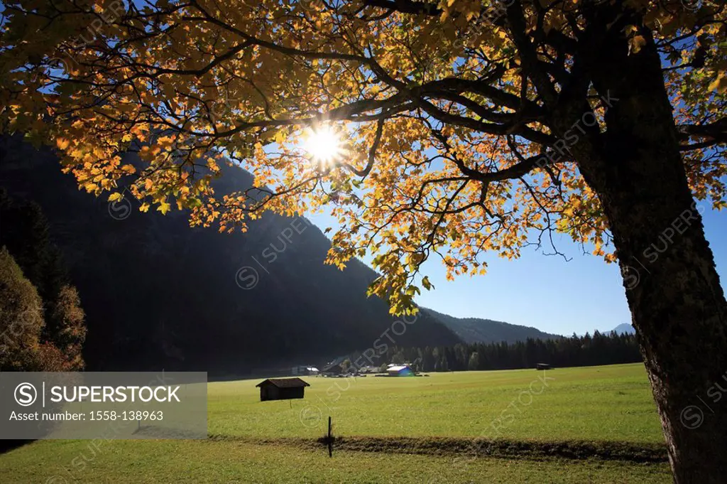 Austria, Tyrol, Leutasch, tree, meadows, Wetterstein-mountains, sun, back light, autumn,