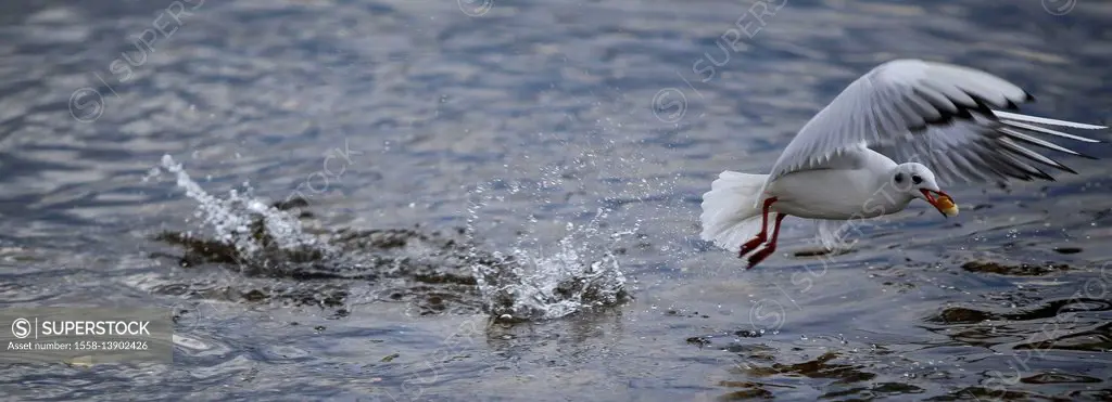 Black-headed gull fishes bread from the water