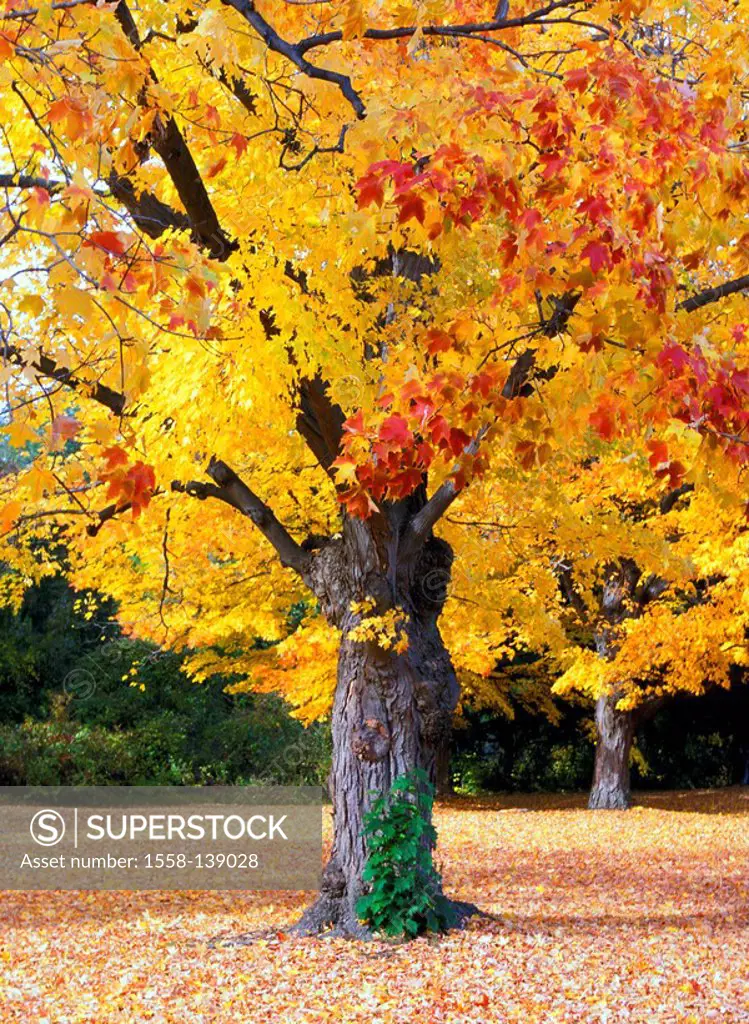 Maple-trees, fall foliage, nature, forest-edge, trees, broad-leafed trees, gnarled, old, maple, leaves, maple-leaves, foliage, autumn-coloring, yellow...