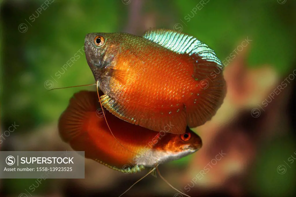 Red dwarf gourami, Colisa lalia, cultivated form, rival, fight