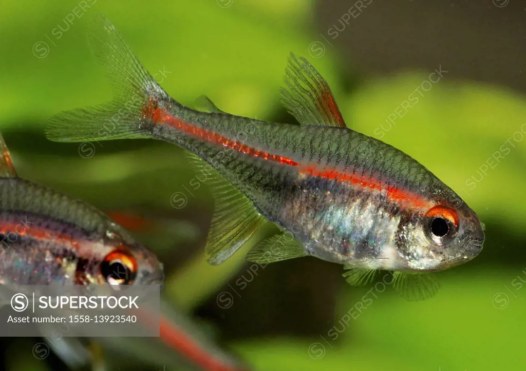 glowlight tetra, Hemigrammus erythrozonus, tetra, aquarium fish, Guyana