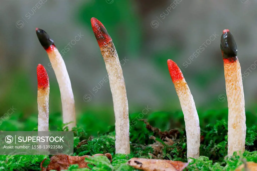 Common dog rods, fungus, Mutinus caninus,
