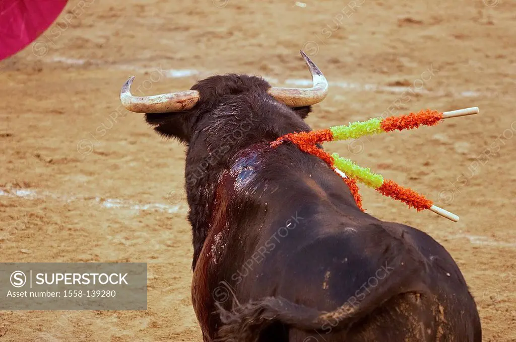 Spain, Madrid, bullfight, bull, necks, Banderillas, blood,