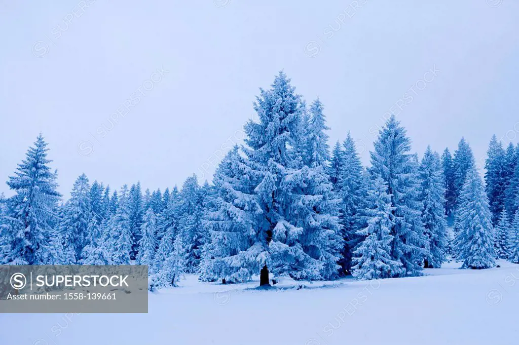 winter forest, Riedbergpass, Bavaria, Allgaeu, Germany,
