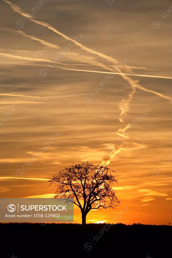 Solitaire-tree, silhouette, sunset, nature, tree, broad-leafed tree, plant, detached, landscape, heaven, contrails, evening-heaven, color-mood, clouds...