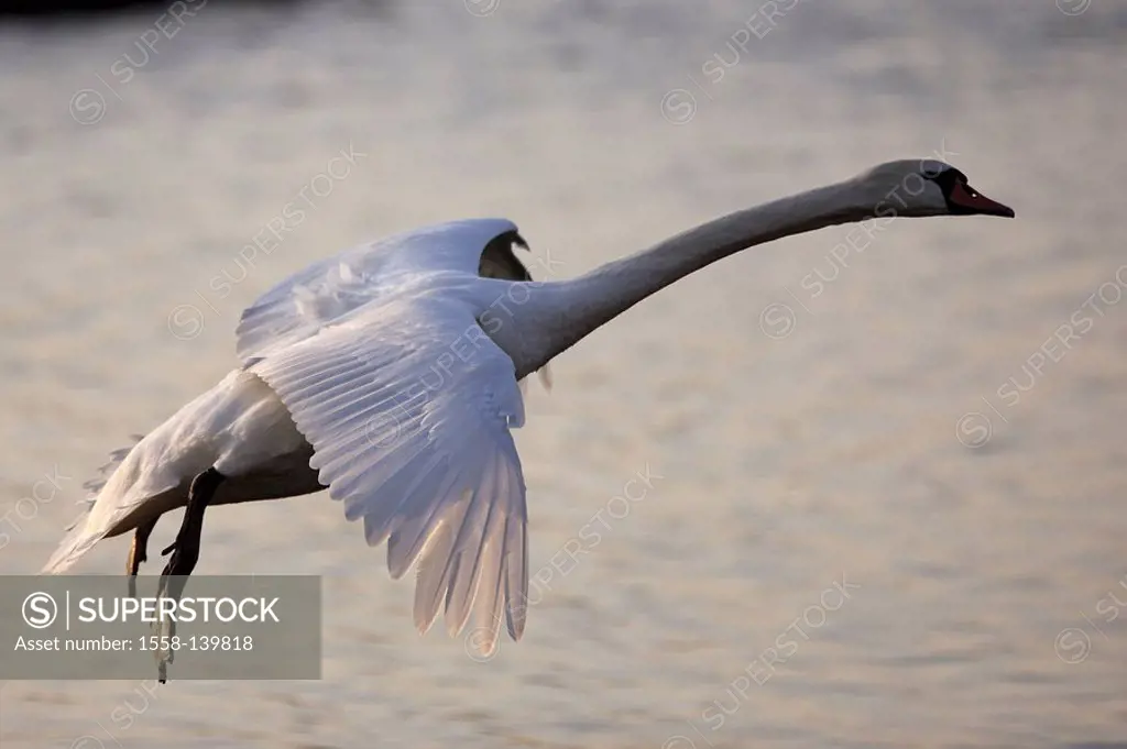 lake, hump-swan, Cygnus olor, flight, at the side, nature, wildlife, Wildlife, game-animal, animal, bird, goose-bird, migratory bird, swan, flies, qui...