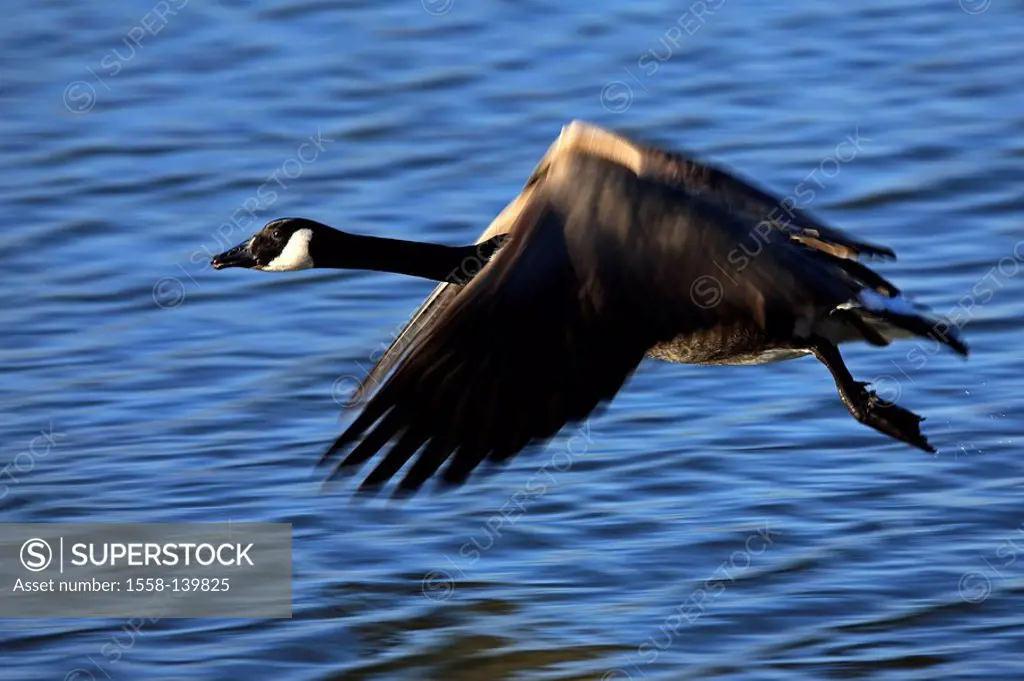 lake, Canada-goose, Branta canadensis, flight, at the side, nature, wildlife, game-animal, animal, goose, sea-goose, Anserinae, migratory bird, goose-...