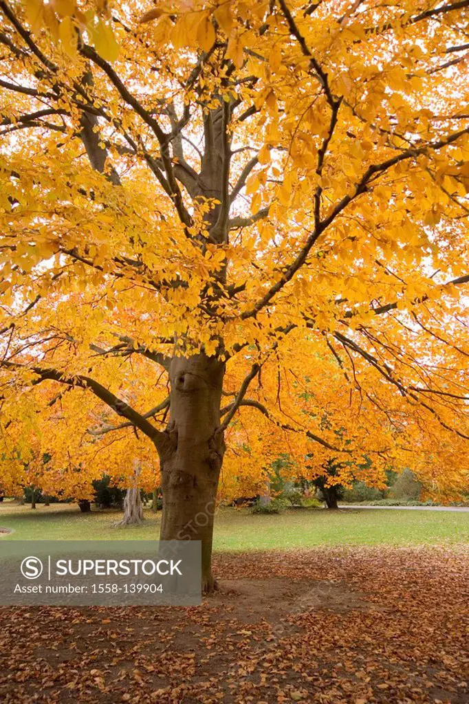 broad-leafed tree, leaves, autumn, discolored,