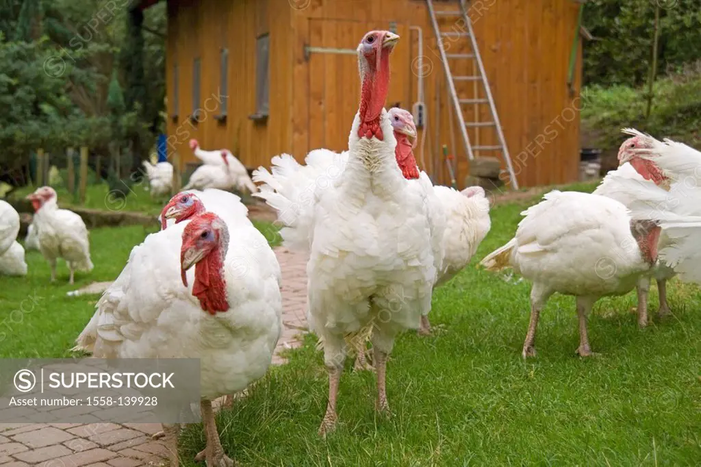turkey hens, Meleagris gallopavo,