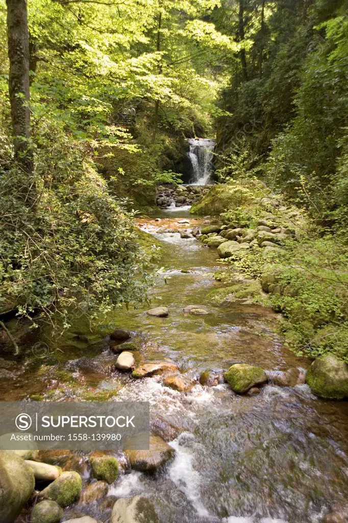 Nature, forest, brook, waterfall,