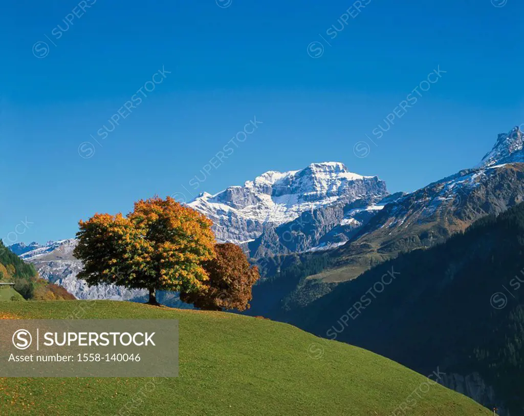 Switzerland, canton Uri, Schächental, mountain scenery, Europe, landscape, mountains, mountains, hills, meadow, trees, broad-leafed trees, season, aut...