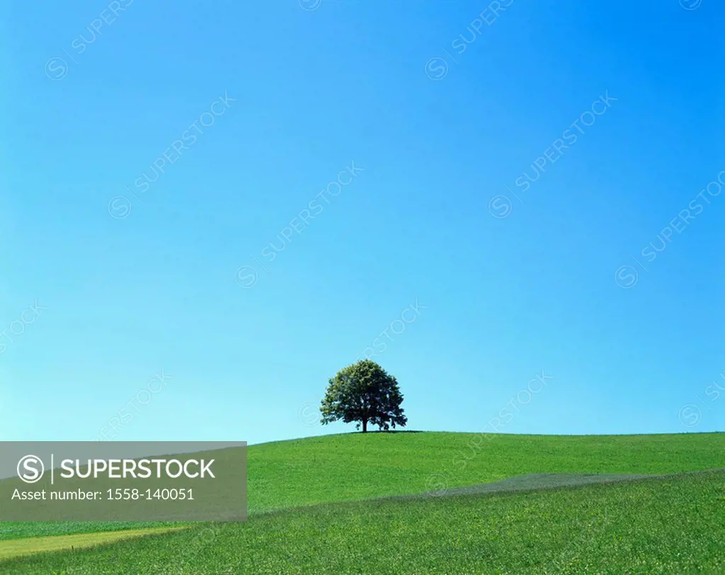 Hills, meadow, tree, landscape, broad-leafed tree, solitaire-tree, plant, deserted, detached, isolated heaven blue, cloudless text-space, kr-bi,