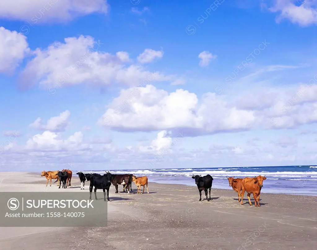 Sandy beach, cow-herd, animals, cows, herd, cows, concept, unusually, gets lost, proceeds, heaven, clouds, lake, Atlantic,