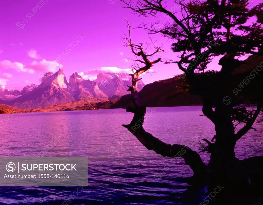 Chile, Patagonia, Torres Del Paine national-park, brine Pehoe tree silhouette color-filters magenta, South America, Latin America, destination, sight,...