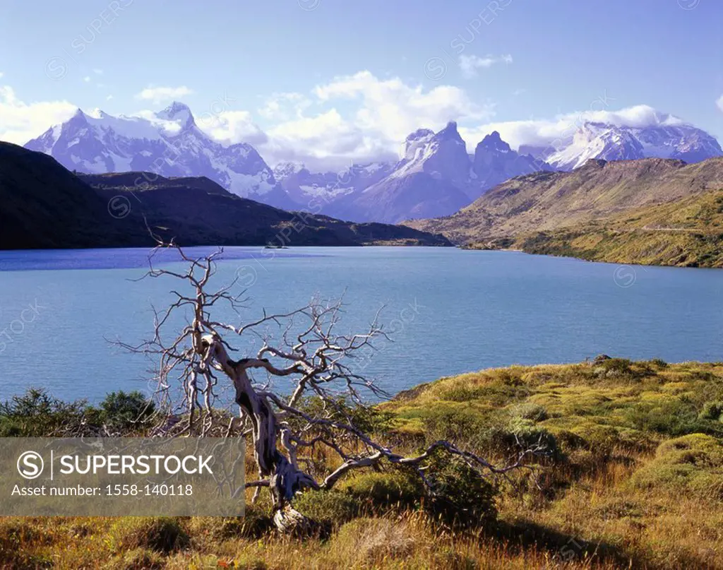 Chile, Patagonia, Torres Del Paine national-park, brine Pehoe shores tree bald South America, Latin America, destination, sight, nature, landscape, UN...