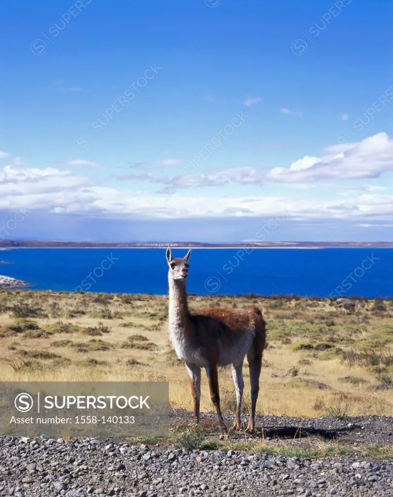 Chile, Patagonia, Torres Del Paine national-park, Guanako, llama guanacoe, South America, Latin America, destination, sight, nature, landscape, UNESCO...