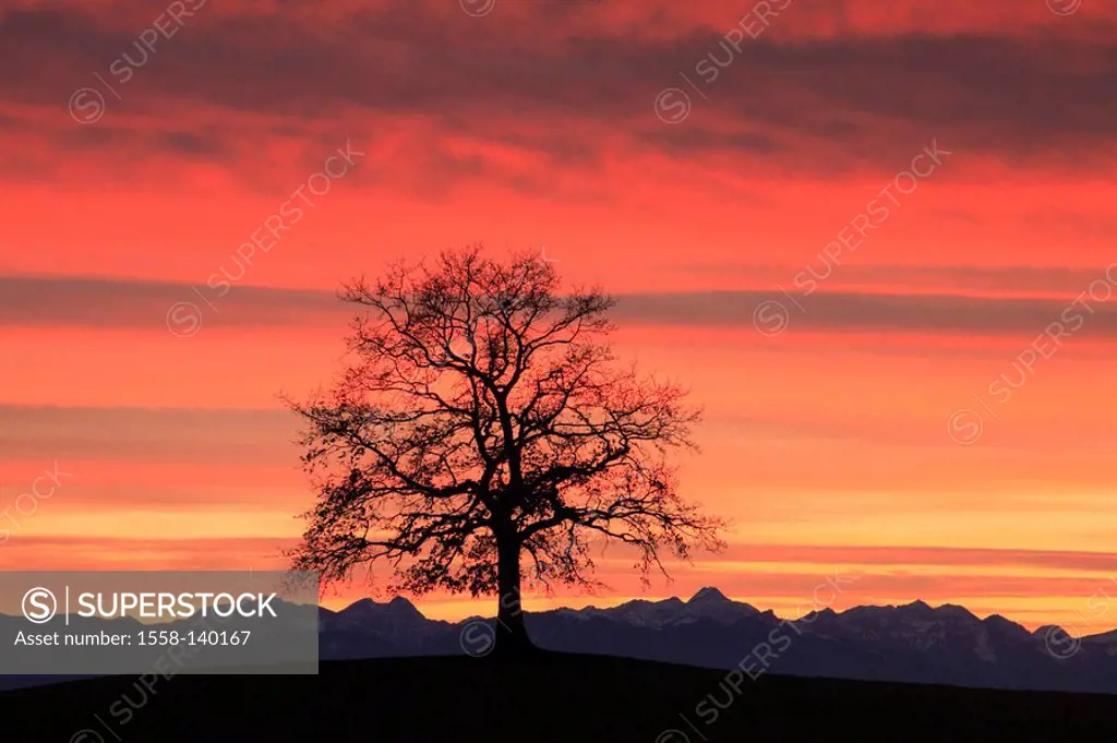 Mountains, tree, silhouette, sunset, Ammergauer Alps, mountain-chain, evening, solitaire-tree, broad-leafed tree, bald, season, winter, heaven, clouds...