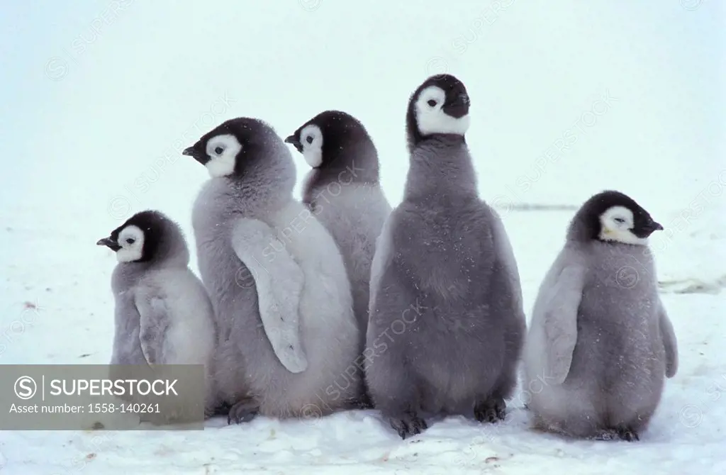 Emperor-penguins, Aptenodytes forsteri, squabs,