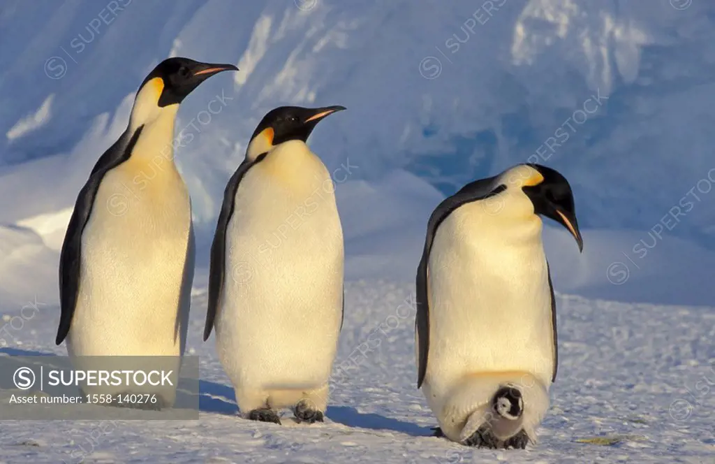 Emperor-penguins, Aptenodytes forsteri,