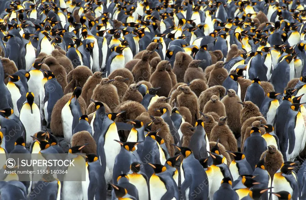 King-penguins, Aptenodytes patagonicus,