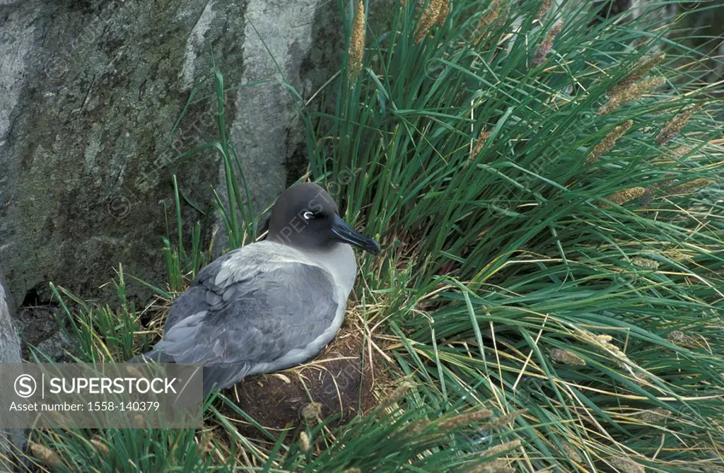 Gray-Coat-Sooty Albatross, Phoebetria palpebrata, nesting site,