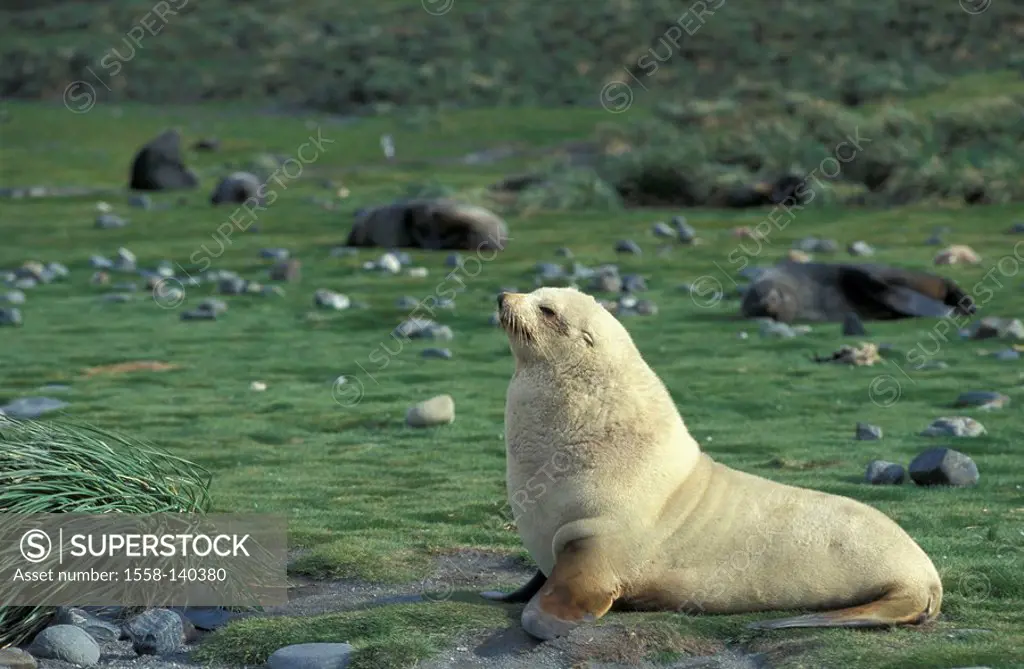 Fur-seal, Arctocephalus gazella,