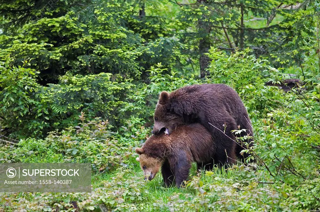 Brown-bears, Ursus arctos, combination,