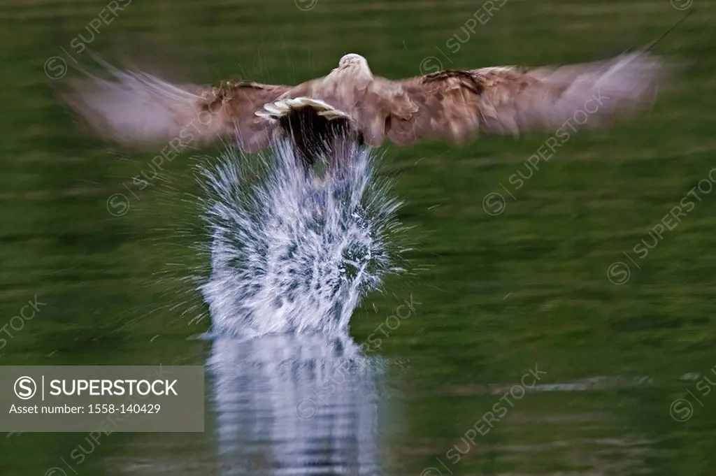 Sea-eagles, Haliaeetus albicilla, haul,